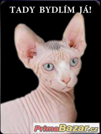 Luxusní hliníková tabulka TADY BYDLÍM JÁ Sphynx kočka – fotografie 1