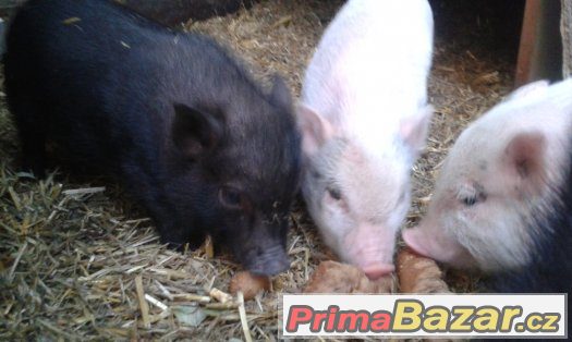 Gottingenská miniprasátka – fotografie 1