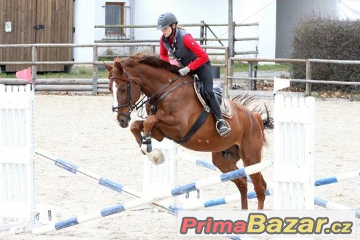 10ti-letý oldenburský valach do sportu – fotografie 1