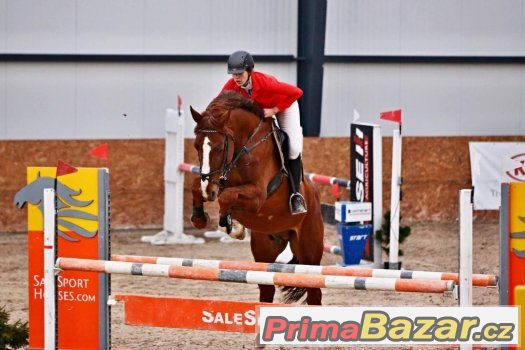 10ti-letý oldenburský valach do sportu – fotografie 3