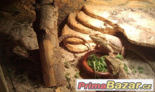 zařízené terárko po agamach – fotografie 2