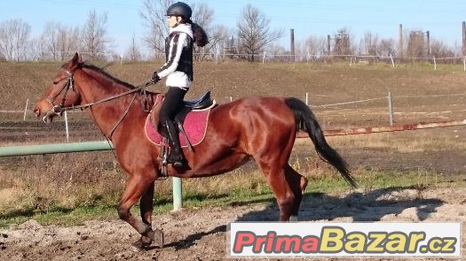 Nabízíme výuku jízdy na koni pro začátečníky i pokročilé – fotografie 3