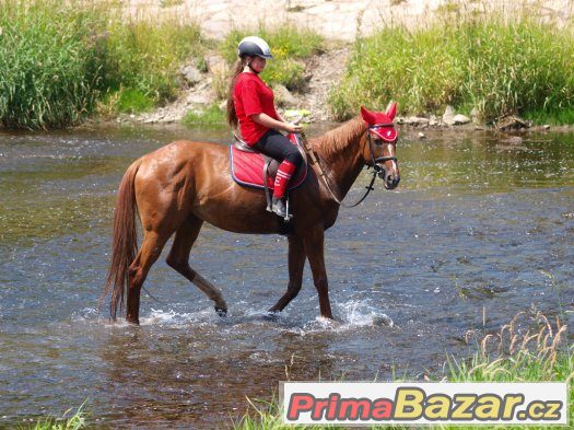 Nabízíme výuku jízdy na koni pro začátečníky i pokročilé – fotografie 4
