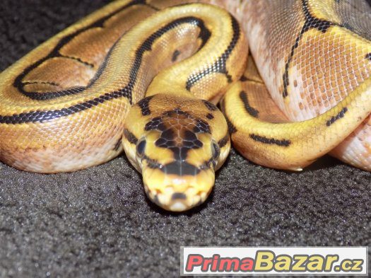 Krajta královská (Python regius) zb. spider – fotografie 4