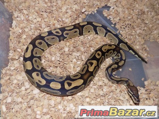 Krajta královská (Python regius) – fotografie 1