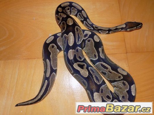 Krajta královská (Python regius) – fotografie 2