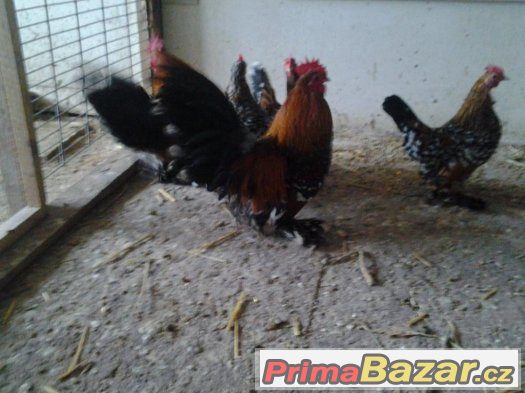 Prodám Rousné tříbarevné zdrobnělé 1.2 – fotografie 3