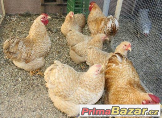 Prodám Wyandotky zdrobnělé kmen 1.3 – fotografie 3