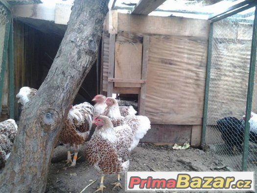 Prodám zlaté bíle lemované Wyandotky zdrobnělé kmen 1.2 – fotografie 1