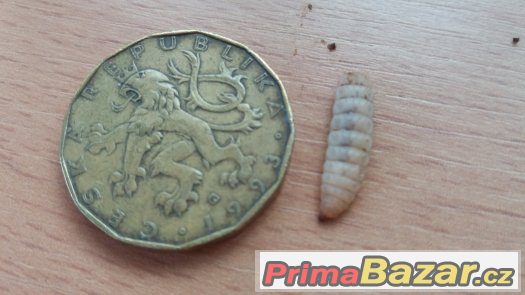 Hermetia illucens larvy – fotografie 2