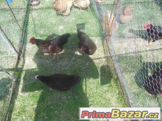 Prodám Rodajlenky zdrobnělé kmen 1.2 – fotografie 1