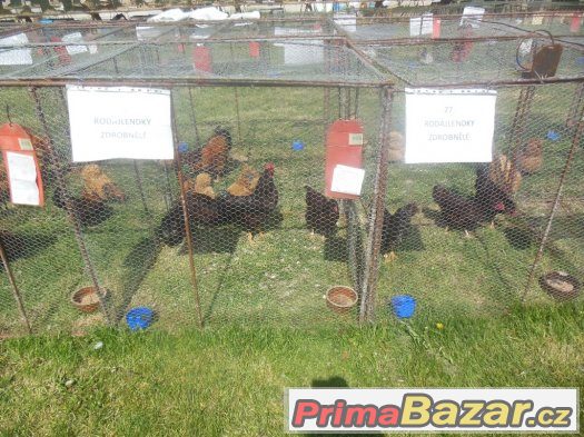 Prodám Rodajlenky zdrobnělé kmen 1.2 – fotografie 2