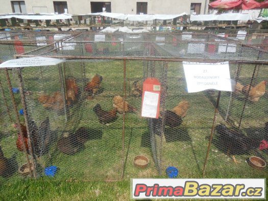 Prodám Rodajlenky zdrobnělé kmen 1.2 – fotografie 3