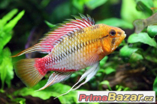 Apistogramma hongsloi – fotografie 1
