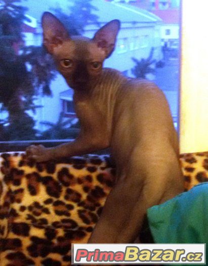 Sphynx s PP – fotografie 1