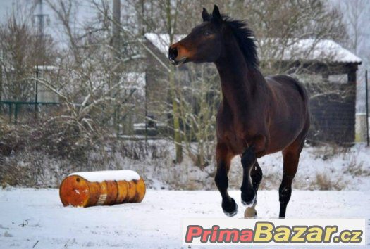 ježdění/pronájem teplokrevníka a wpb klisny 122 KVH – fotografie 2
