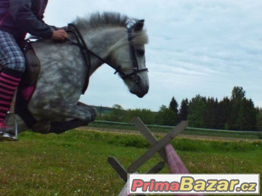 ježdění/pronájem teplokrevníka a wpb klisny 122 KVH – fotografie 5