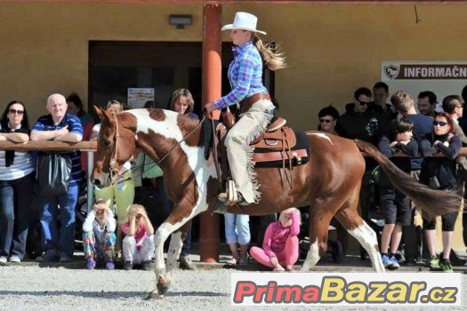 Boxové ustájení, trénink koní, výcvik jezdců, dojíždění – fotografie 3