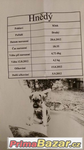 Nabízím Rhodéský Ridgeback Krytí – fotografie 3