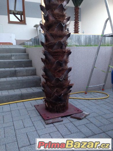 Umělá palma COCO TREE 4 metrová KRÁSNÁ NOVÁ PALMA – fotografie 5