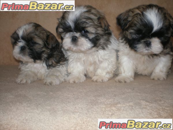 Shih-tzu – fotografie 1