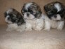 Shih-tzu