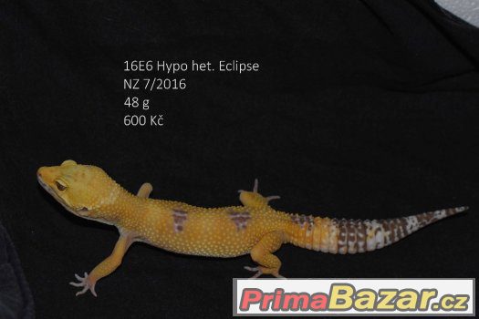 prodám gekončíky noční – fotografie 4