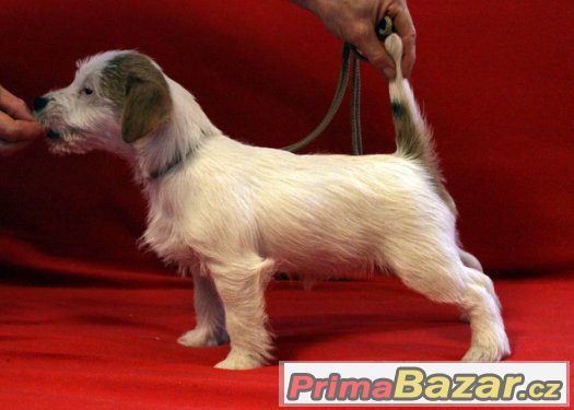 Jack Russell Teriér - štěňata s PP – fotografie 2