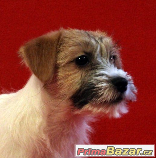 Jack Russell Teriér - štěňata s PP – fotografie 4