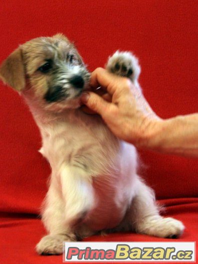 Jack Russell Teriér - štěňata s PP – fotografie 5