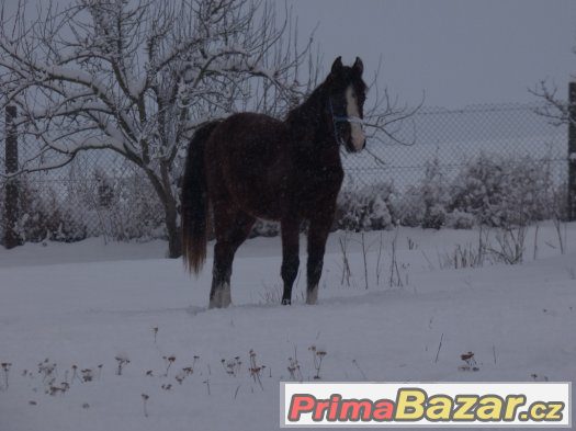 2 valášci po Sandro Classic – fotografie 1