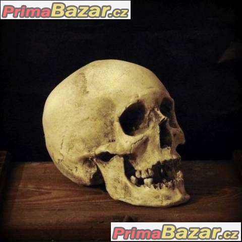Lidská lebka (human skull replica) – fotografie 2