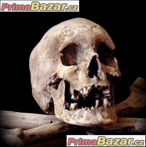Lidská lebka (human skull replica) – fotografie 4
