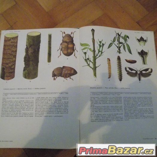 Encyklopedie a atlas-entomologie – fotografie 3