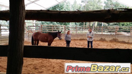 26. března  2017 neděle  HORSEMANSHIP 2 - kurz s Václavem Bo – fotografie 2