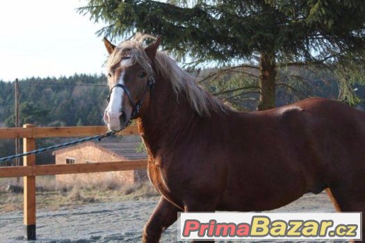 Připouštění plemenným slezským norickým hřebcem – fotografie 4