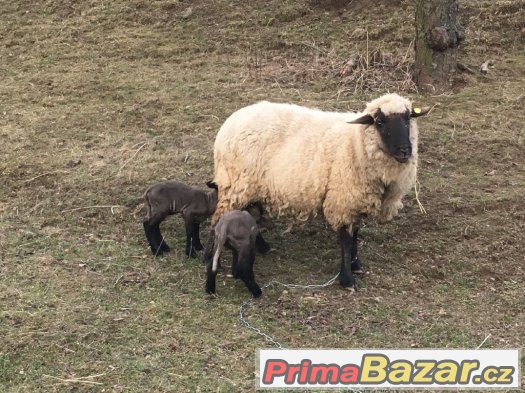 Ovce s jehňaty – fotografie 3