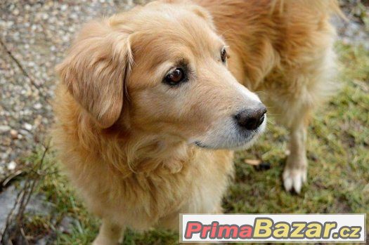 Buddy - akutní adopce – fotografie 1