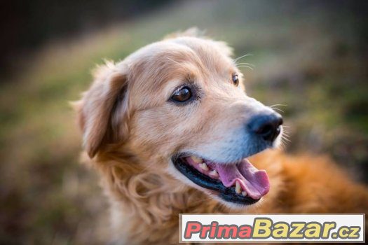 Buddy - akutní adopce – fotografie 3