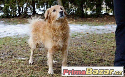 Buddy - akutní adopce – fotografie 4