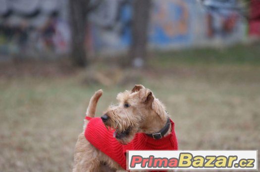 Irský teriér s PP k adopci - spěchá – fotografie 3