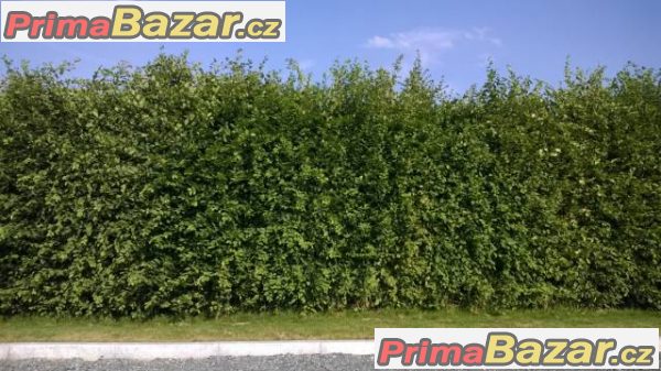 Habr obecný 50 cm za akční cenu 12,-Kč! – fotografie 2