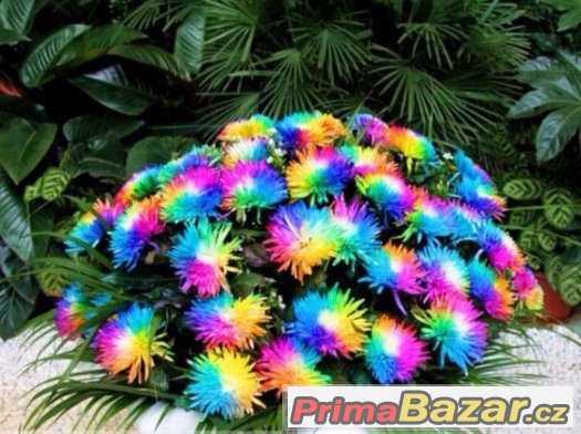 Semínka Rainbow Chrysanthemum Flower Seeds – fotografie 1
