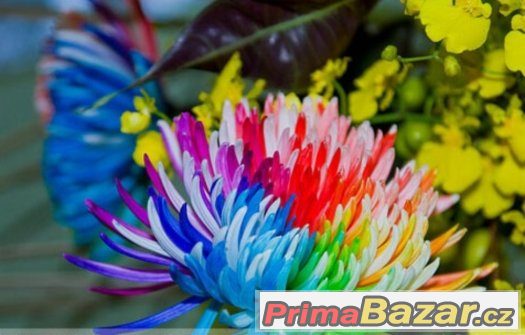 Semínka Rainbow Chrysanthemum Flower Seeds – fotografie 2