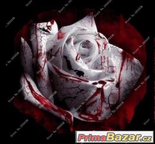 Semínka Růže White Blood Love – fotografie 1