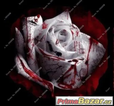 Semínka Růže White Blood Love