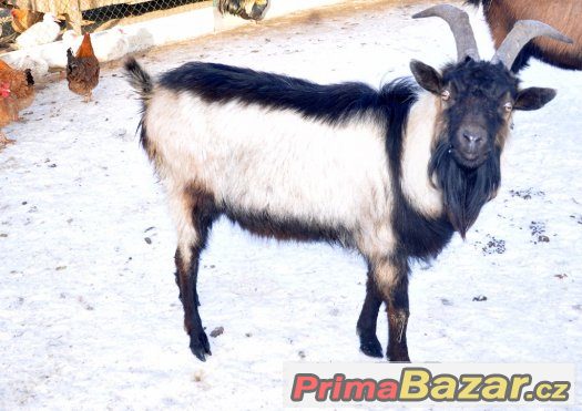 prodáme alpinského kozla – fotografie 2