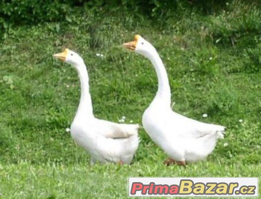 Husa labutí  bílá – fotografie 1
