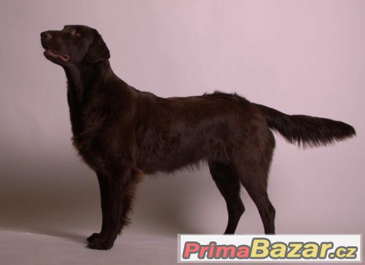 flat coated retriever s PP hnědá štěňátka-REZERVACE – fotografie 3