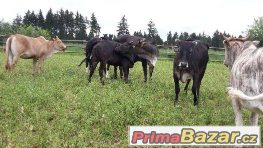 Prodáme 6 ks jalovic MINI ZEBU – fotografie 1
